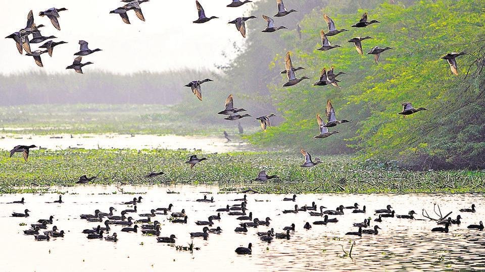 Biodiversity of Yamuna River